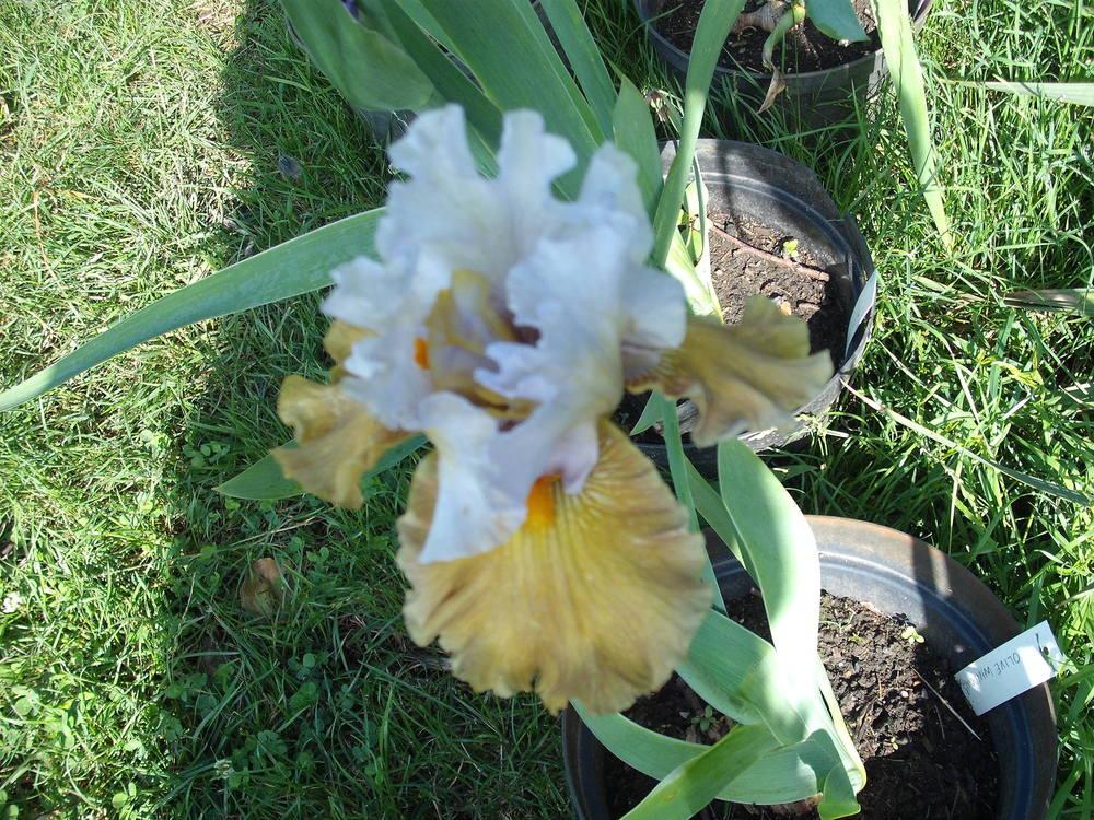 Photo of Tall Bearded Iris (Iris 'Olive Windows') uploaded by pasla3