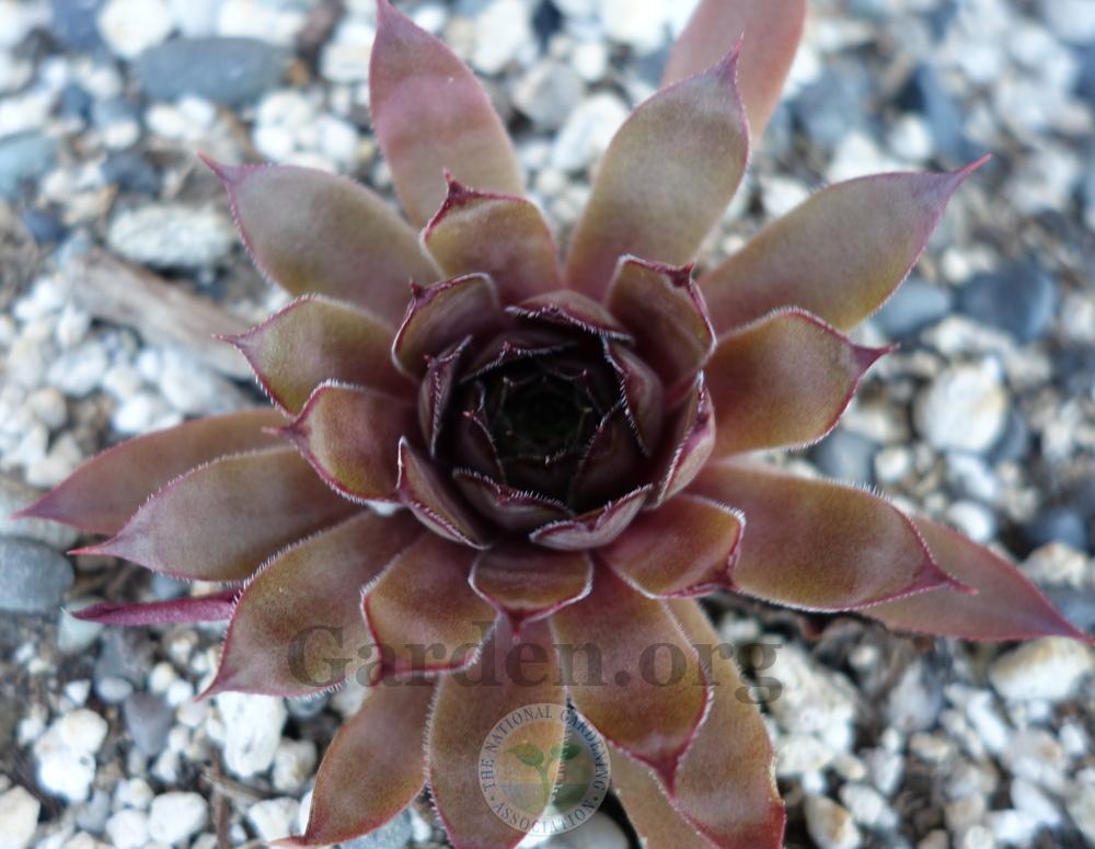 Photo of Hen and Chicks (Sempervivum 'Peggy') uploaded by springcolor