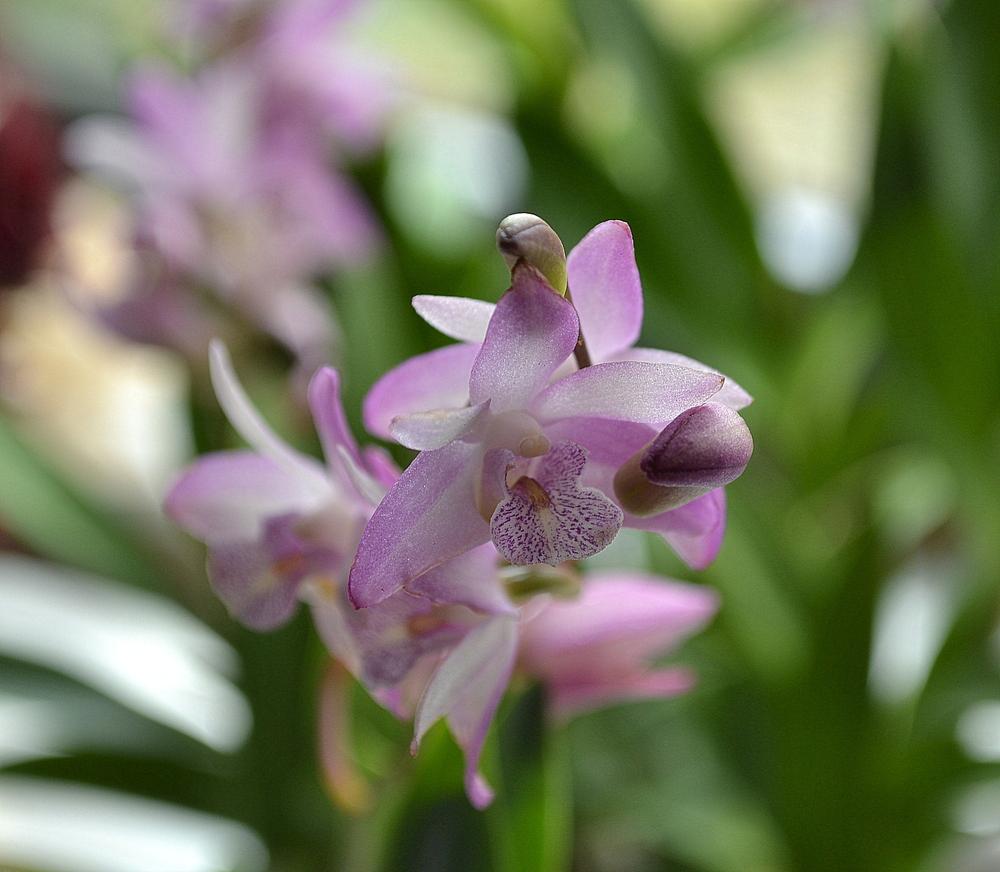Photo of Orchid (Dendrobium kingianum) uploaded by sunkissed