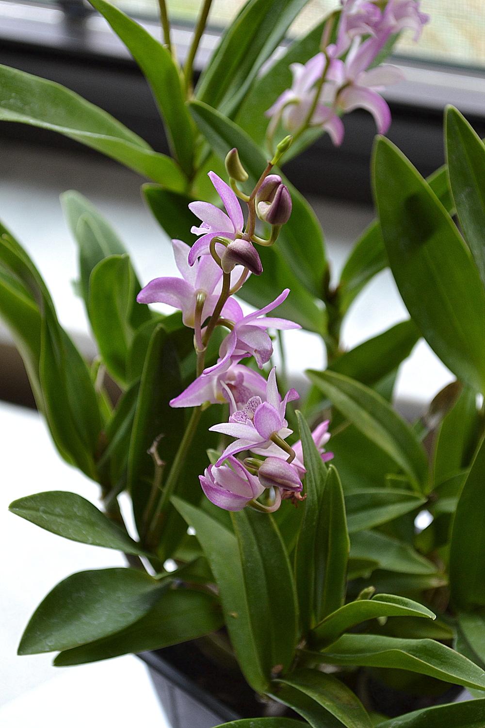 Photo of Orchid (Dendrobium kingianum) uploaded by sunkissed
