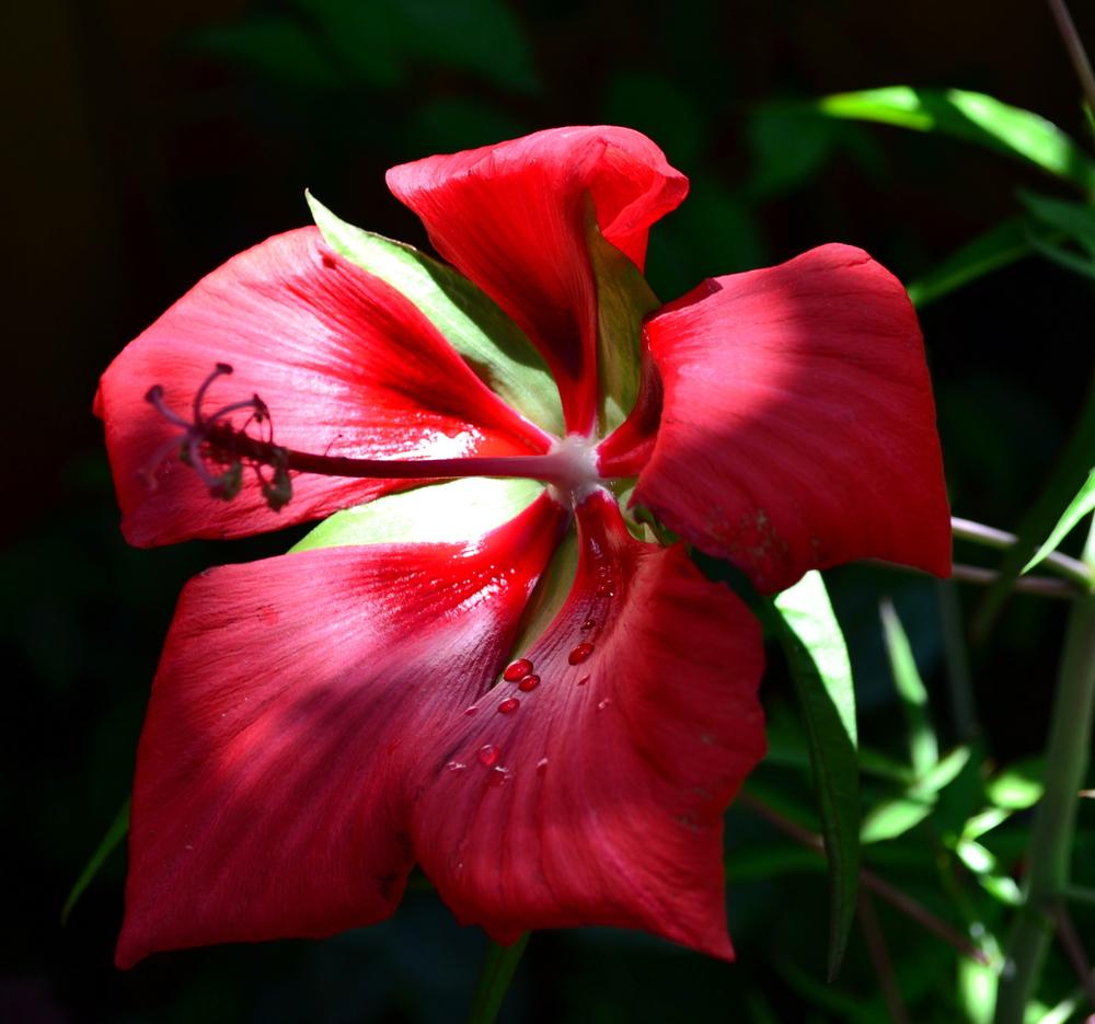 Photo of Texas Star (Hibiscus coccineus) uploaded by sunkissed