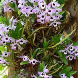 Location: Winter Springs, FL zone 9b
Date: 2013-02-10
I inherited this orchid from my Aunt, I know she had it for many 