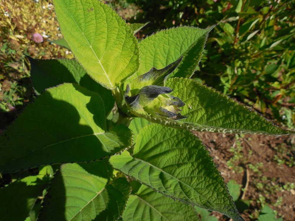 Photo of Salvia (Salvia atrocyanea) uploaded by wcgypsy
