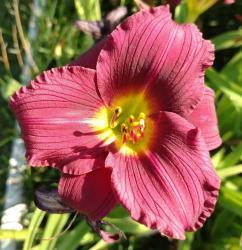 Thumb of 2016-07-23/DogsNDaylilies/4af4b7