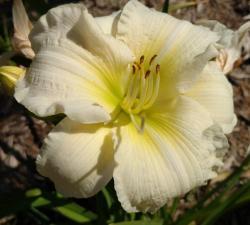 Thumb of 2016-07-23/DogsNDaylilies/d2480c