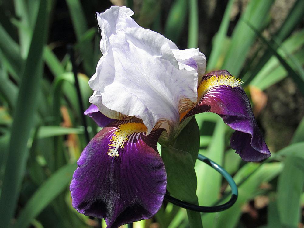 Photo of Tall Bearded Iris (Iris 'Bright Hour') uploaded by Lestv