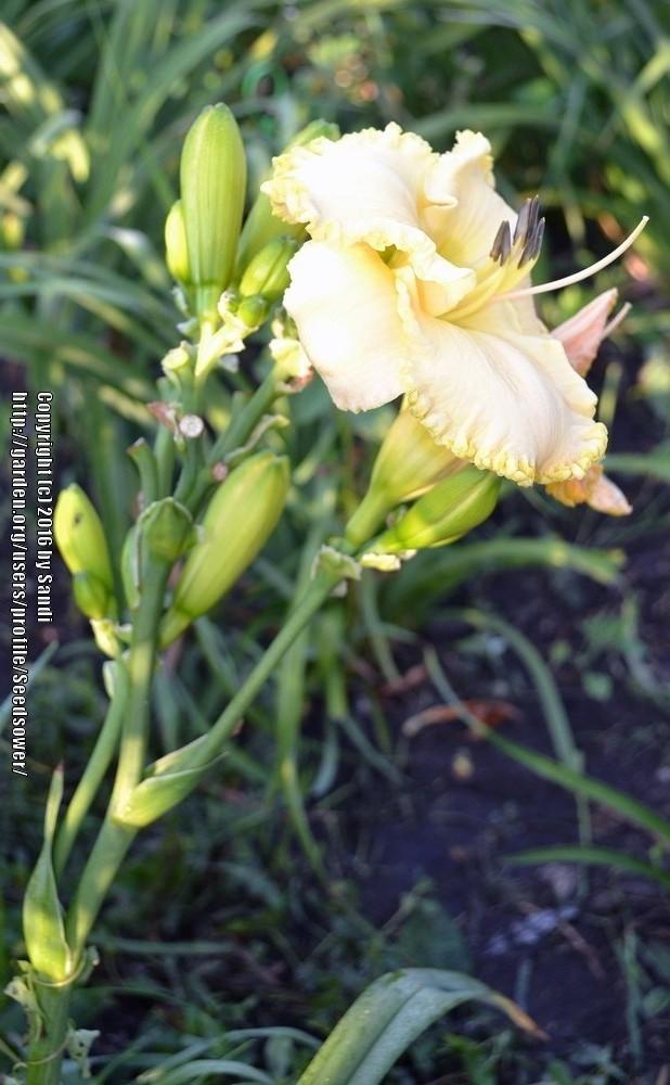 Photo of Daylily (Hemerocallis 'August Wedding') uploaded by Seedsower