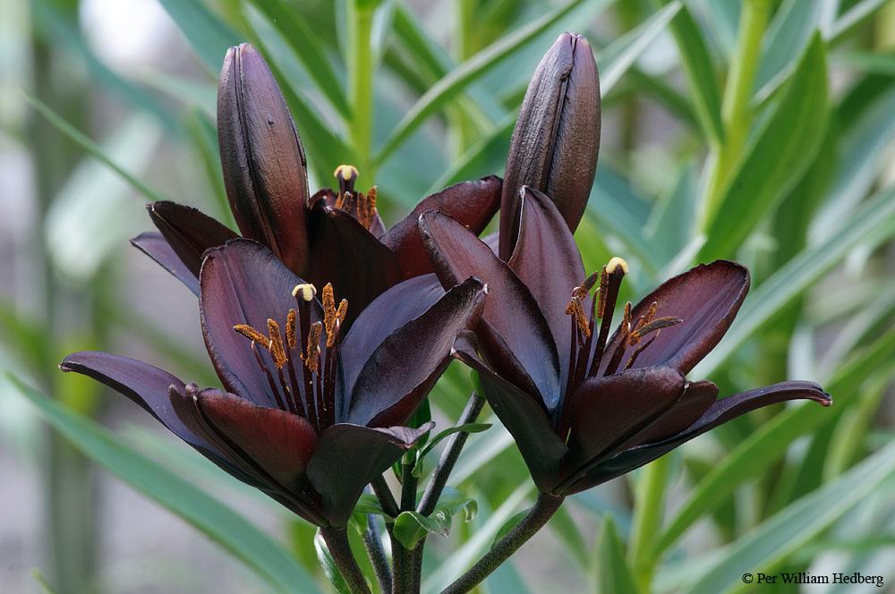 Photo of Lily (Lilium 'Deep Mystery') uploaded by William