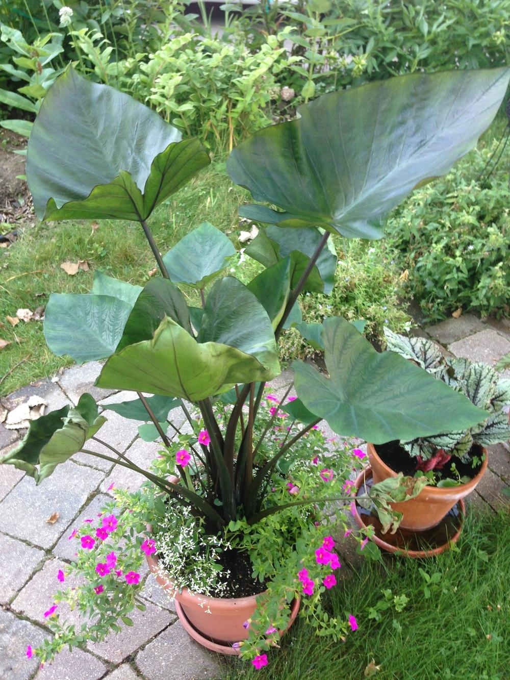 Photo of Elephant Ear (Colocasia 'Coffee Cups') uploaded by crawgarden