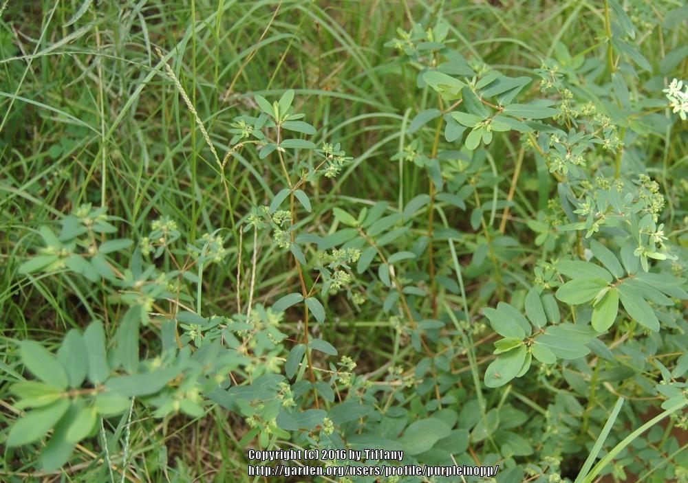 Photo of Nodding Spurge (Euphorbia nutans) uploaded by purpleinopp
