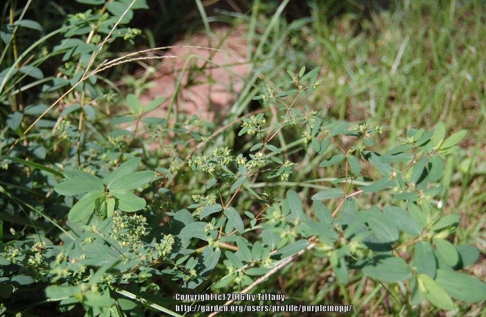 Photo of Nodding Spurge (Euphorbia nutans) uploaded by purpleinopp