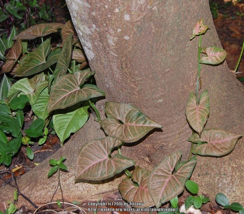 Photo of Arrowhead Plant (Syngonium podophyllum) uploaded by purpleinopp