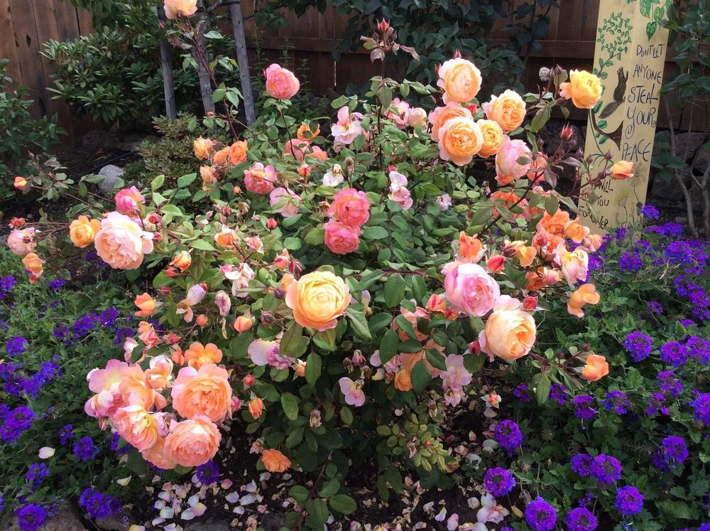 Photo of English Shrub Rose (Rosa 'Lady of Shalott') uploaded by sockcranke