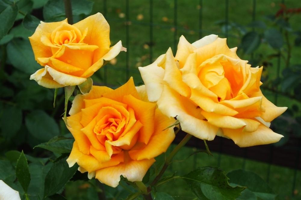 Photo of Rose (Rosa 'Golden Monica') uploaded by sunnyvalley