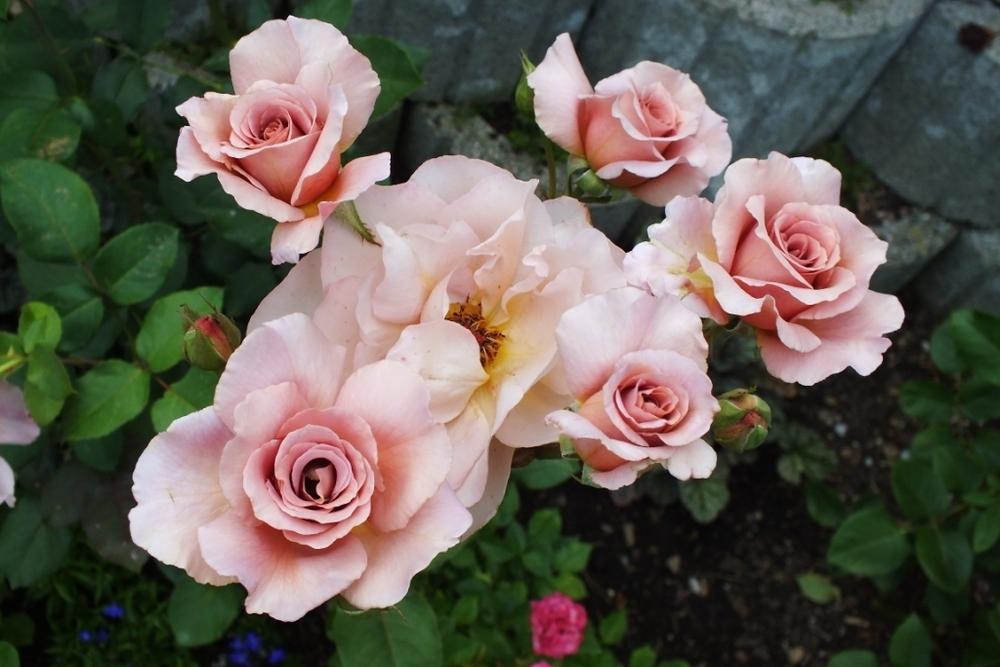 Photo of Rose (Rosa 'Julia's Rose') uploaded by sunnyvalley