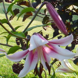 Location: Nora's Garden - Castlegar BC
Date: 2015-07-12
6:02 pm. For an Oriental Trumpet hybrid, this Lily has a sensatio