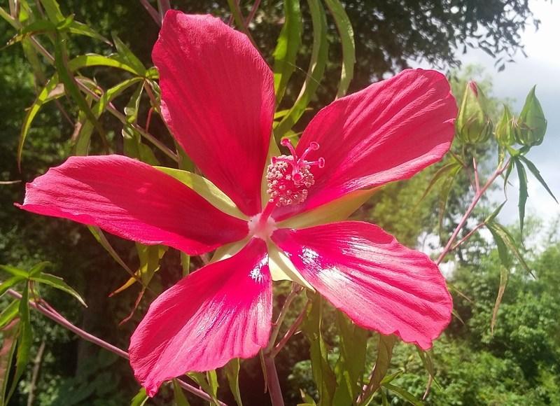 Photo of Texas Star (Hibiscus coccineus) uploaded by Horntoad