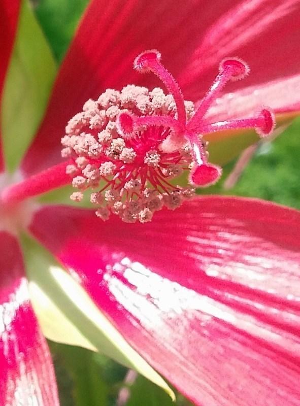 Photo of Texas Star (Hibiscus coccineus) uploaded by Horntoad