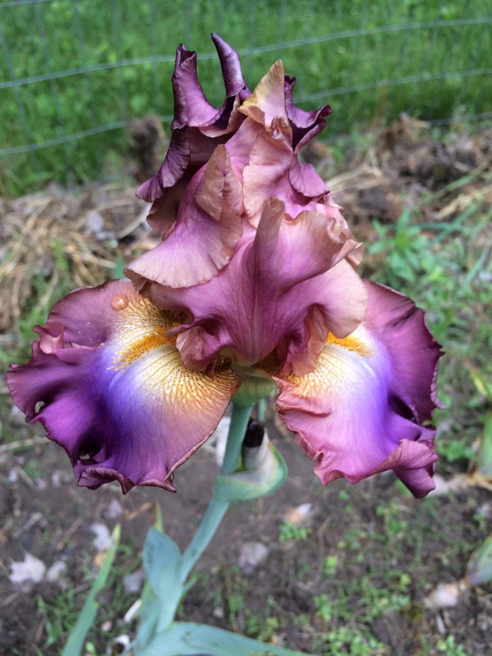 Photo of Tall Bearded Iris (Iris 'Tamara Kay') uploaded by Lbsmitty