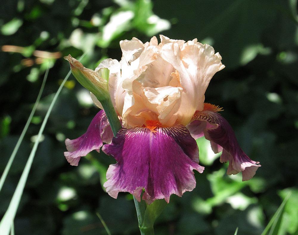 Photo of Tall Bearded Iris (Iris 'Cherry Blossom Song') uploaded by Lestv