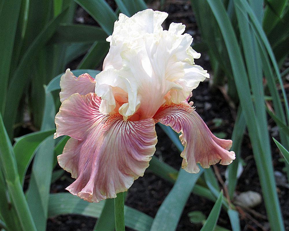 Photo of Tall Bearded Iris (Iris 'Strawberry Sorbet') uploaded by Lestv