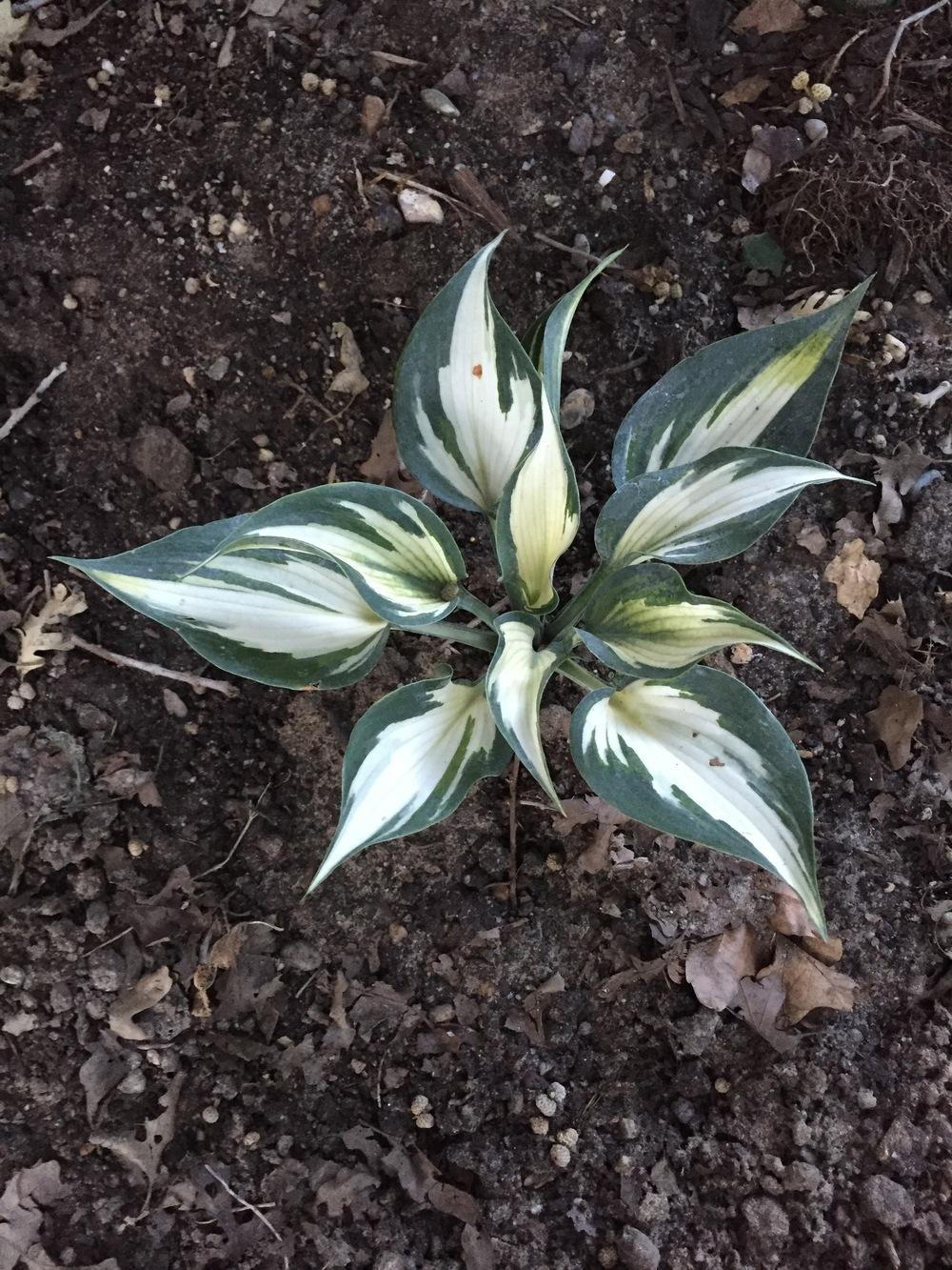 Photo of Hosta 'Ivory Queen' uploaded by SpringGreenThumb