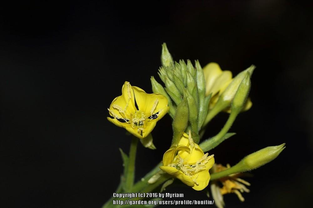 Photo of Evening Primrose (Oenothera parviflora) uploaded by bonitin