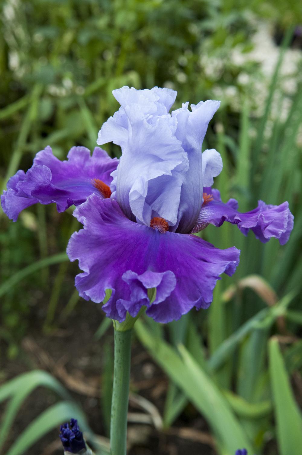 Photo of Tall Bearded Iris (Iris 'Lady of Leisure') uploaded by cliftoncat