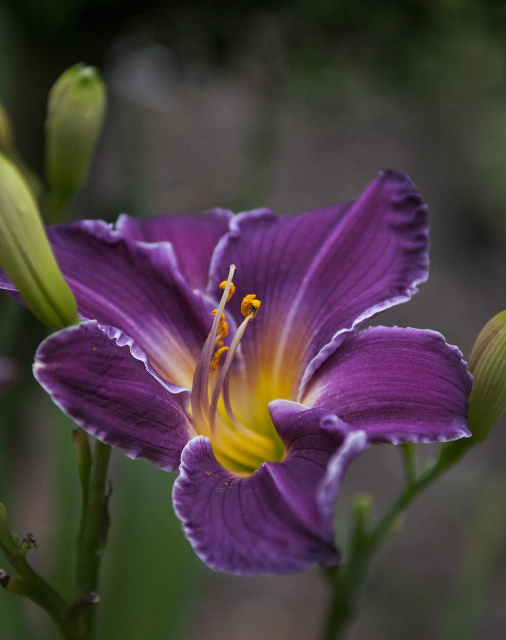 Photo of Daylily (Hemerocallis 'Indian Giver') uploaded by cliftoncat