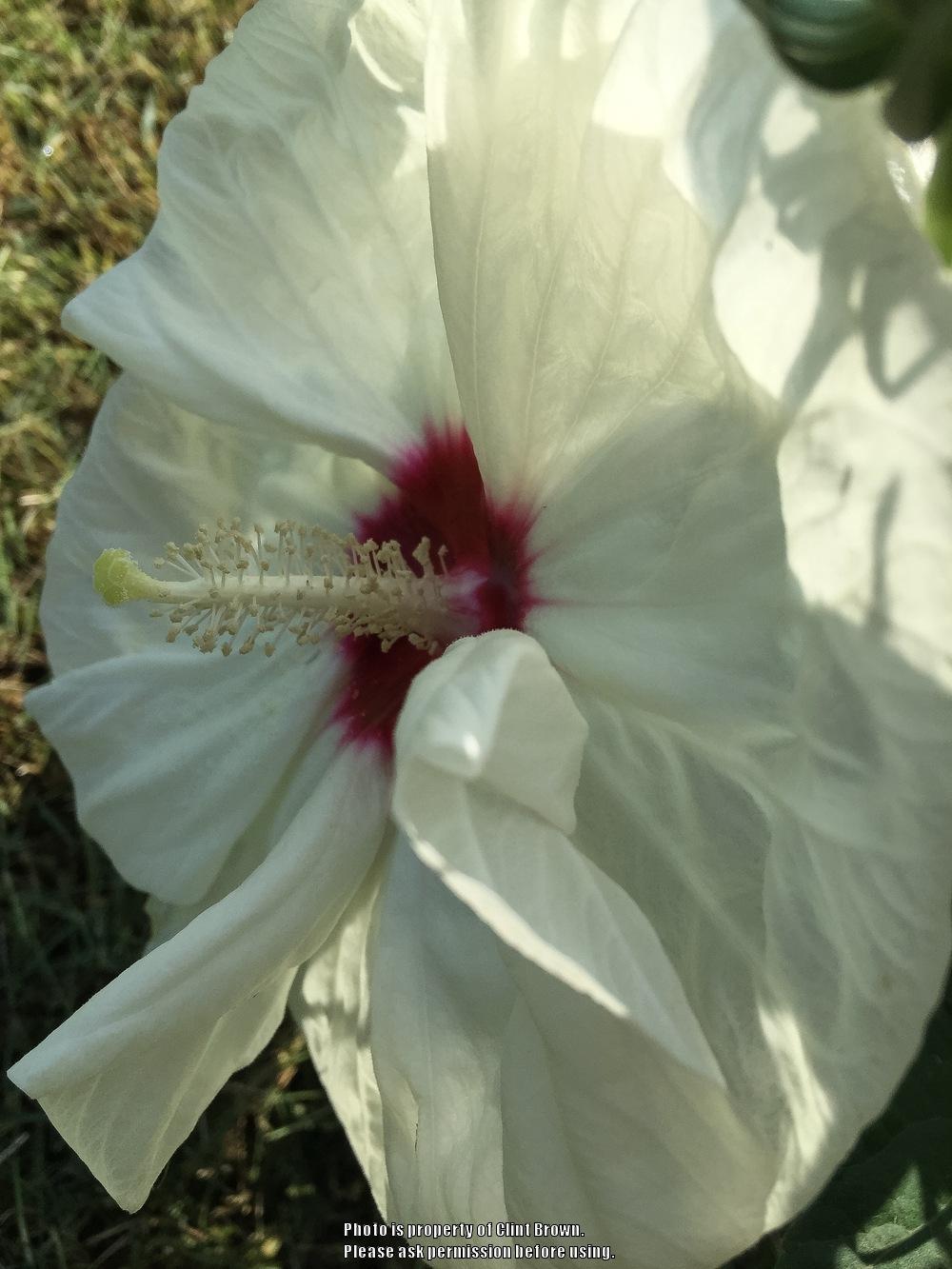 Photo of Hybrid Hardy Hibiscus (Hibiscus 'New Old Yella') uploaded by clintbrown