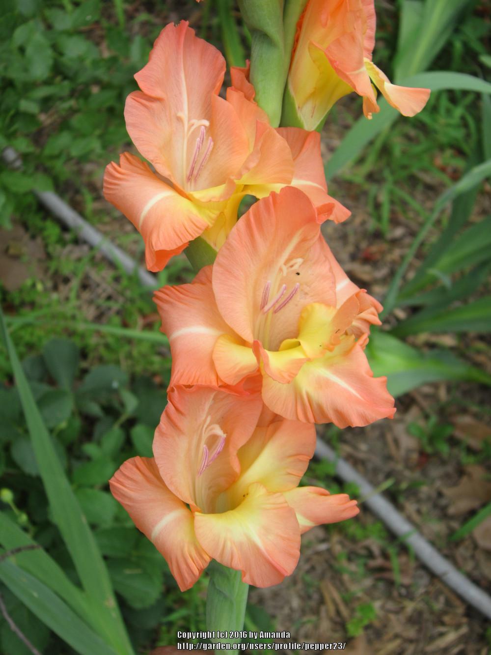 Photo of Gladiola (Gladiolus) uploaded by pepper23