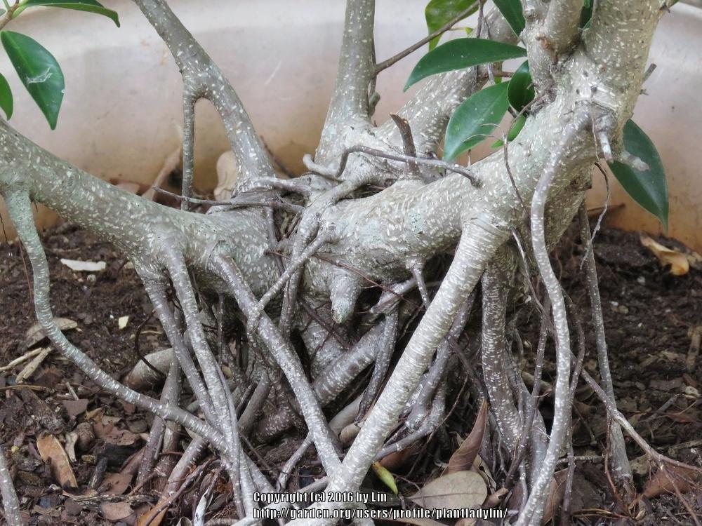 Photo of Weeping Fig (Ficus benjamina) uploaded by plantladylin