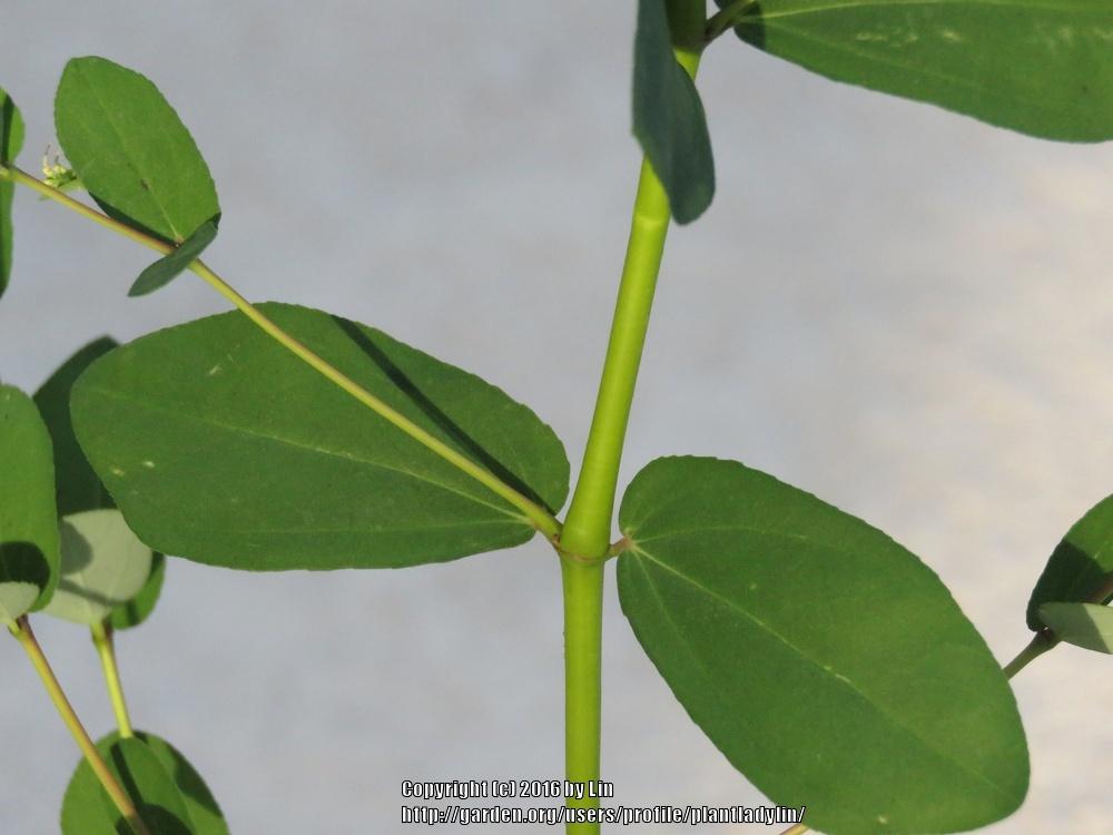 Photo of Nodding Spurge (Euphorbia nutans) uploaded by plantladylin