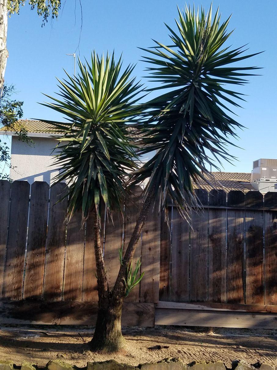 Photo of Spineless Yucca (Yucca gigantea) uploaded by pseudonym