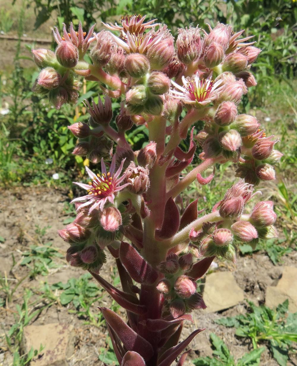 Photo of Hen and Chicks (Sempervivum 'Silver King') uploaded by Natalie
