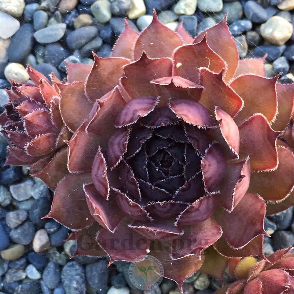 Photo of Hen and Chicks (Sempervivum 'Drachenblut') uploaded by Patty