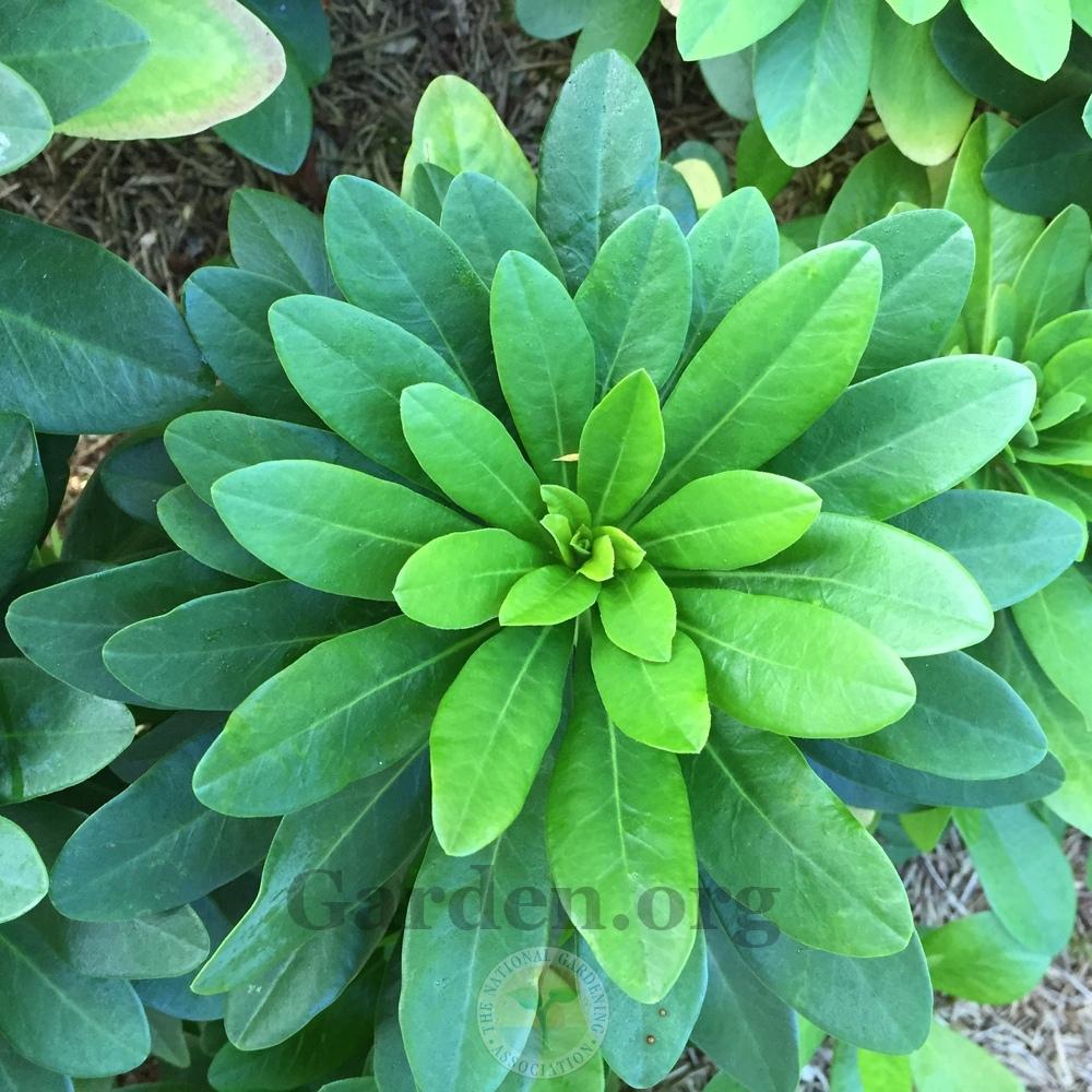 Photo of Robb's Euphorbia (Euphorbia amygdaloides subsp. robbiae) uploaded by Patty