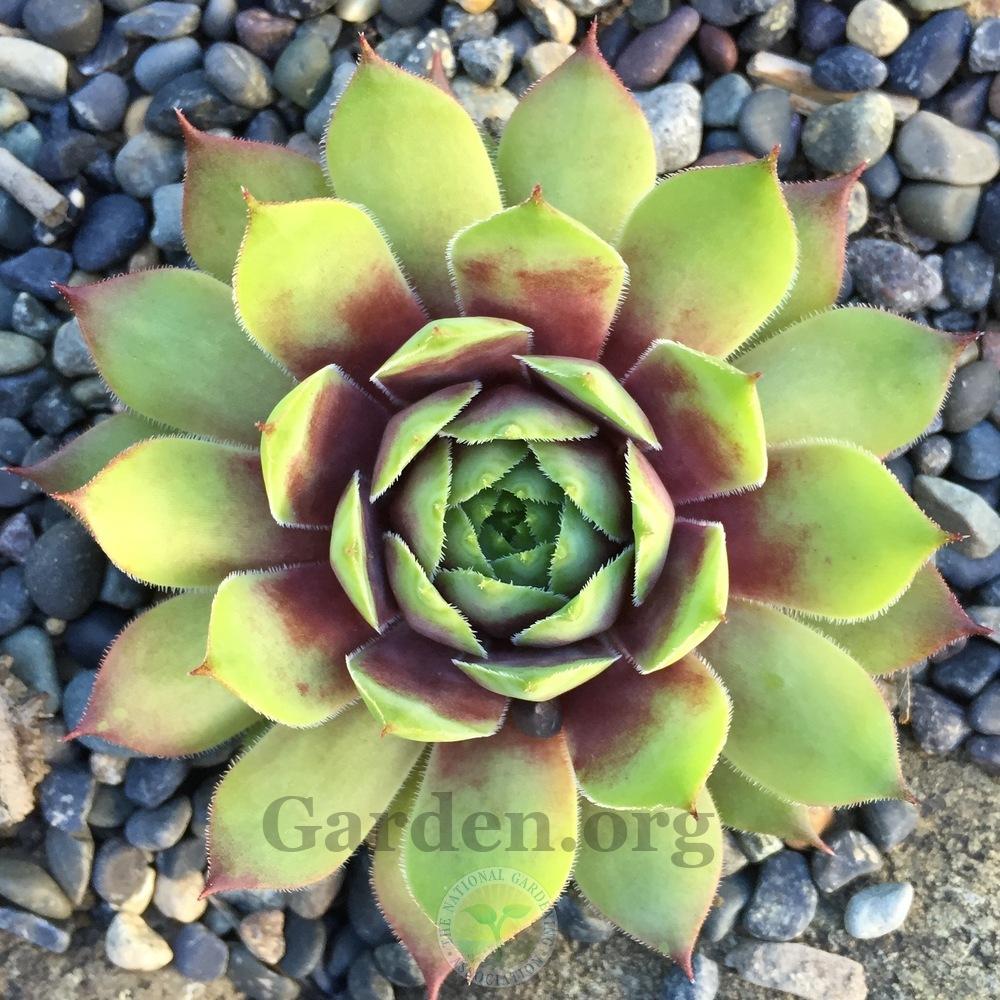 Photo of Hen and Chicks (Sempervivum 'Sunray Magic') uploaded by Patty
