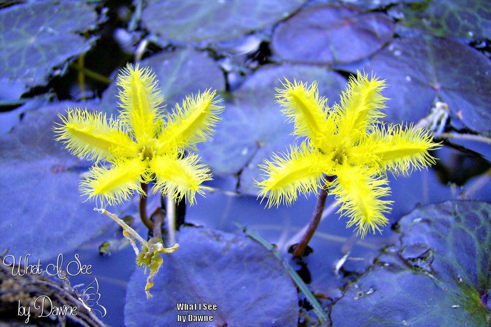 Photo of Marshwort (Nymphoides geminata) uploaded by WhatISeebyDawne