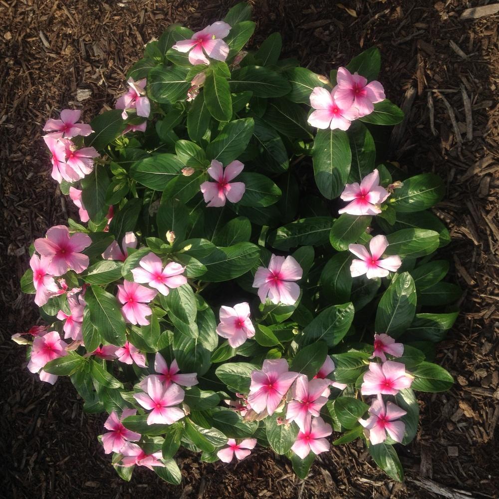 Photo of Periwinkle (Catharanthus roseus 'Pacifica Blush') uploaded by csandt