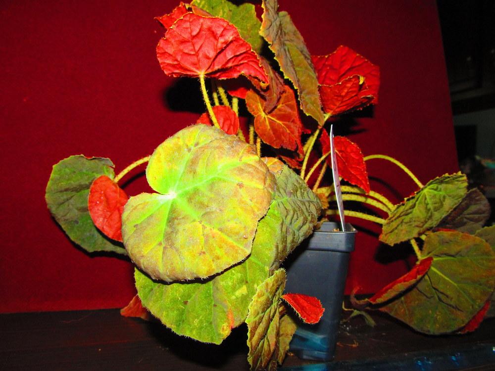 Photo of Begonia 'Autumn Ember' uploaded by jmorth