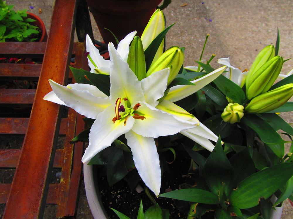 Photo of Lily (Lilium Lily Looks™ Sunny Okinawa) uploaded by jmorth