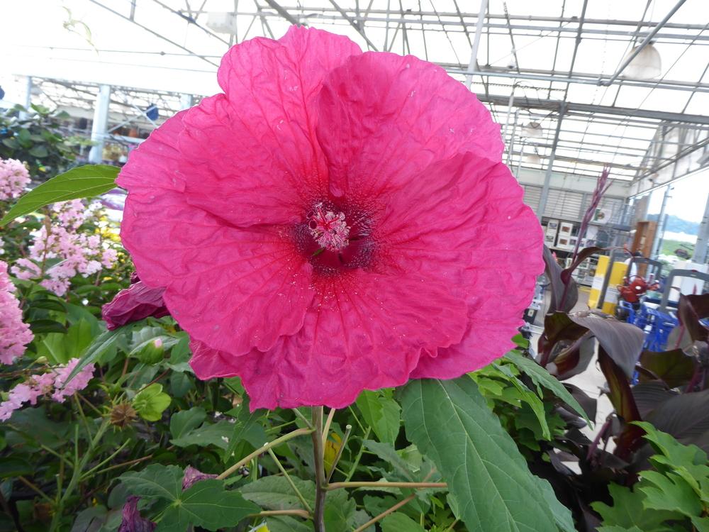 Photo of Hybrid Hardy Hibiscus (Hibiscus 'Plum Fantasy') uploaded by mellielong