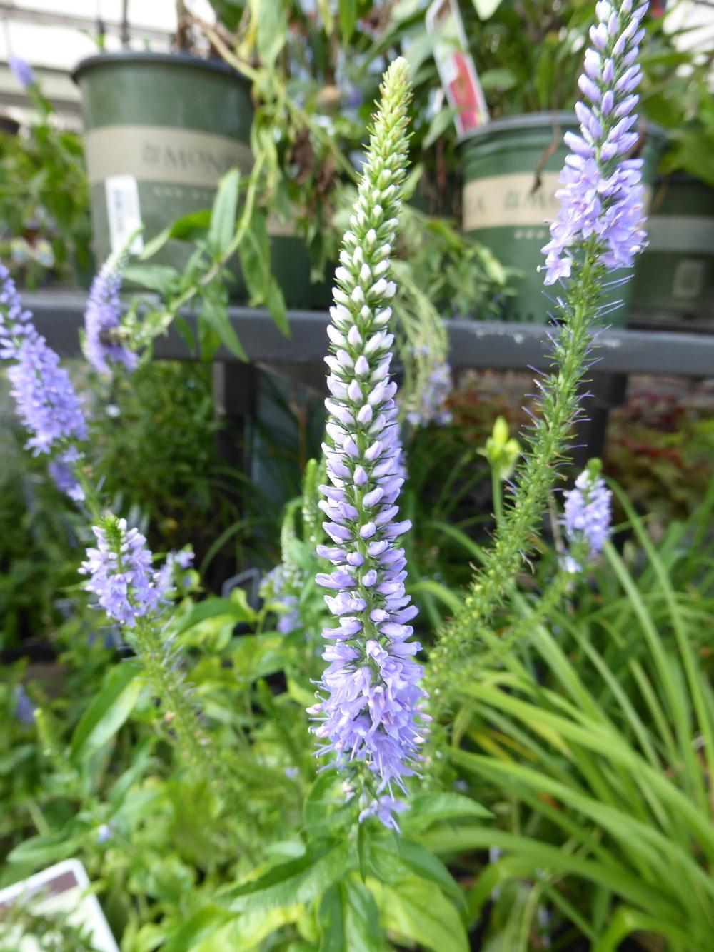 Photo of Speedwell (Veronica 'Blue Explosion') uploaded by mellielong