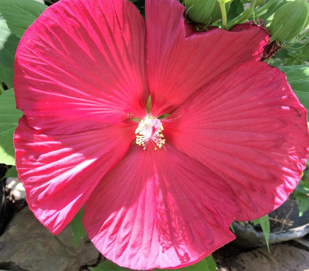 Photo of Hardy Hibiscus (Hibiscus moscheutos) uploaded by nativeplantlover