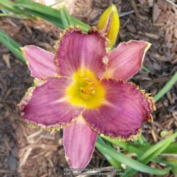 Location: Gabe's Iris Gardens Charlotte, NC
Date: 7-24-2016
This was ordered from Blueridge Daylilies