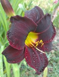 Thumb of 2016-07-26/DogsNDaylilies/144271