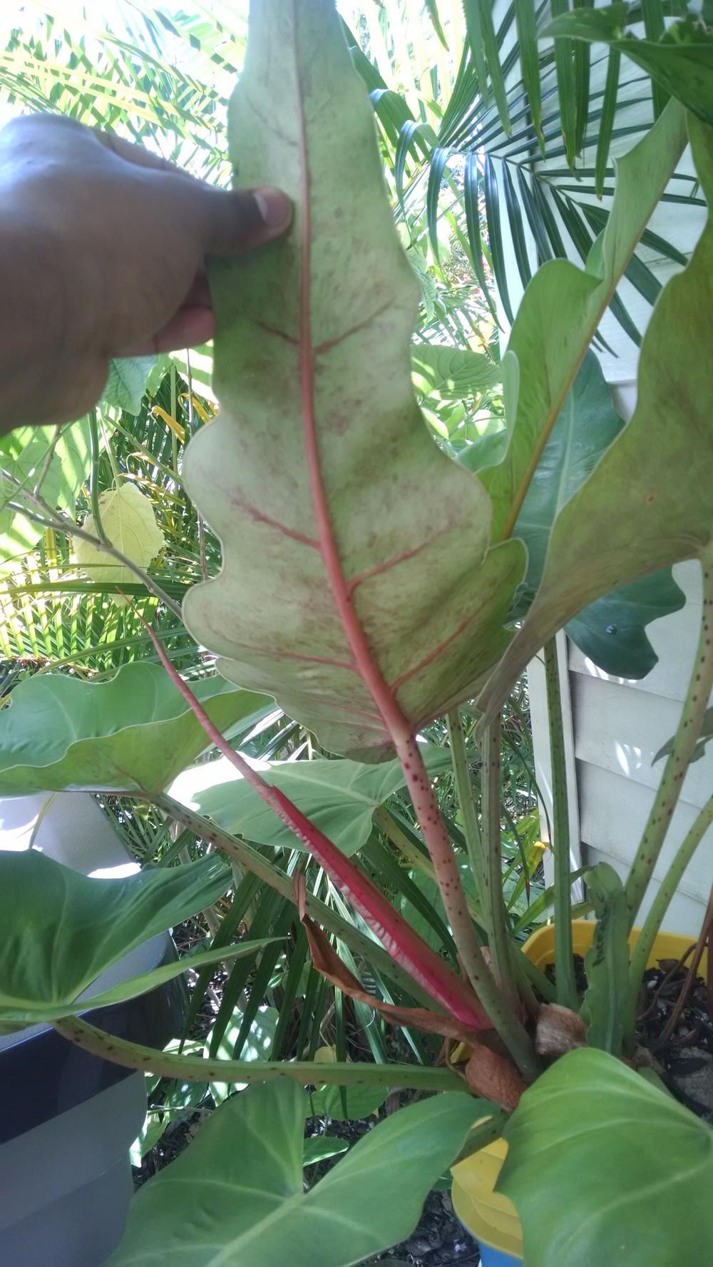 Photo of Philodendron 'Weeks Red Hybrid' uploaded by Eleezio2016
