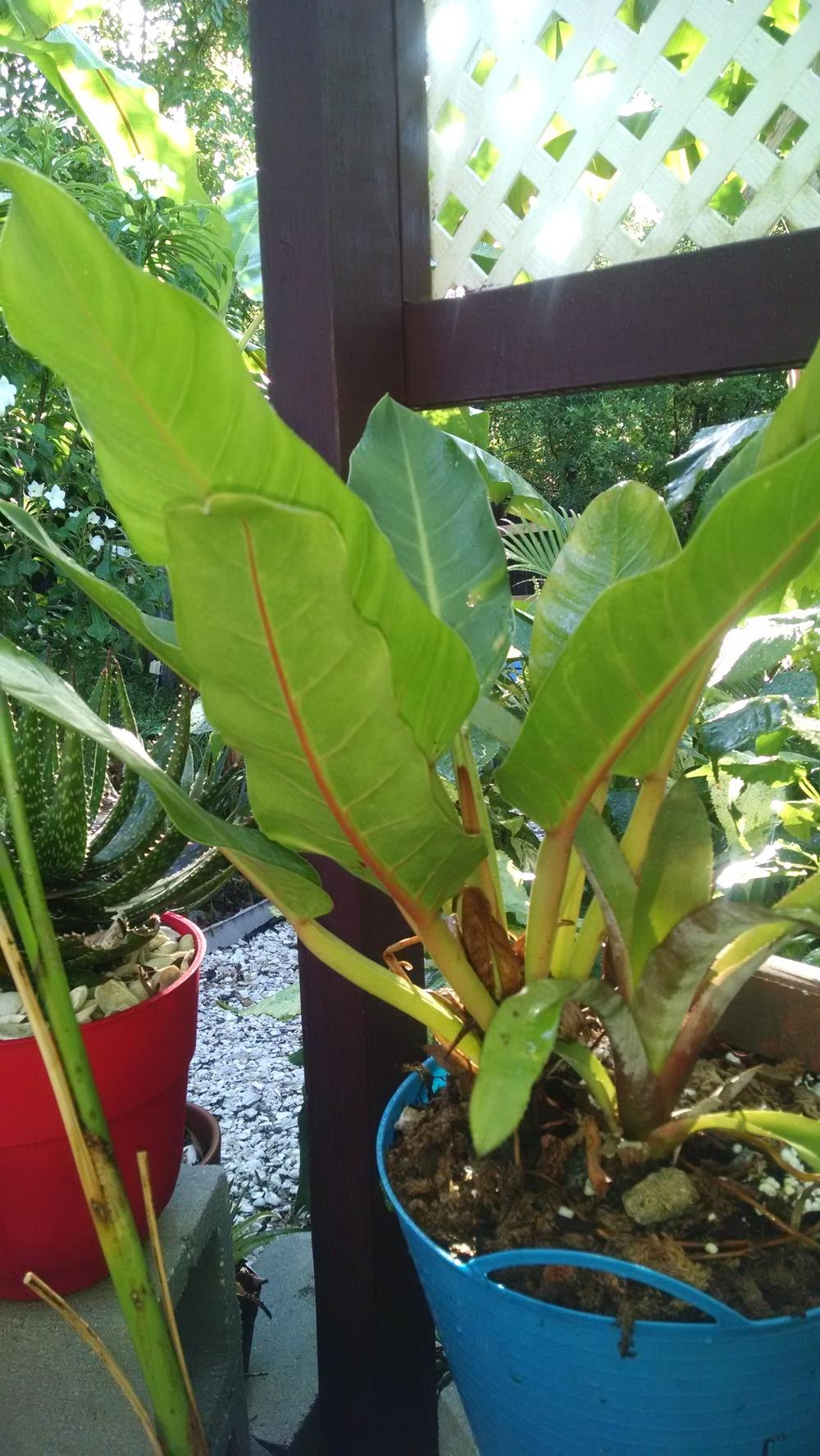 Photo of Philodendron melinonii uploaded by Eleezio2016
