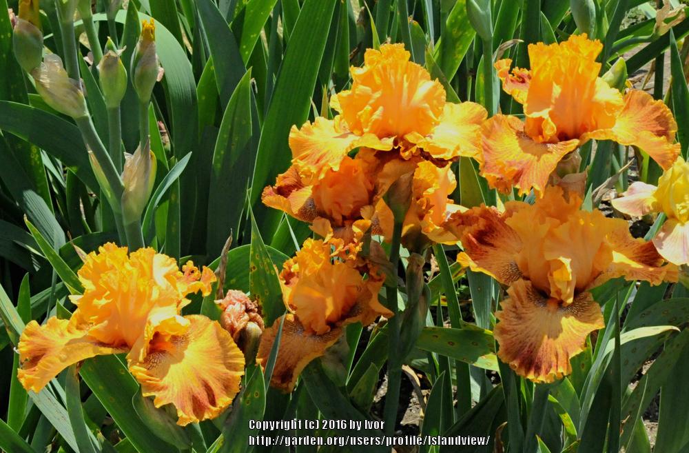 Photo of Border Bearded Iris (Iris 'Wild') uploaded by Islandview